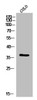 Western Blot analysis of colo cells using IgG1 Polyclonal Antibody