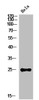 Western Blot analysis of HeLa cells using IL-12A Polyclonal Antibody