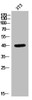 Western Blot analysis of 3T3 cells using Lunatic Fringe Polyclonal Antibody
