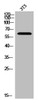 Western Blot analysis of K562 cells using LIMK-2 Polyclonal Antibody