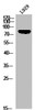 Western blot analysis of L929 using p-HSL (S855) antibody.