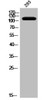 Western Blot analysis of 293 cells using Phospho-HSL (S552) Polyclonal Antibody