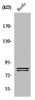 Western Blot analysis of HuvEc cells using HSL Polyclonal Antibody