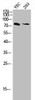 Western blot analysis of VEC 293 lysis using Phospho-Tau (T205) antibody.