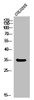 Western Blot analysis of COLO205 cells using MC1-R Polyclonal Antibody