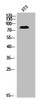 Western Blot analysis of 3T3 cells using Phospho-MRE11 (S264) Polyclonal Antibody