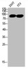 Western Blot analysis of 293T NIH-3T3 cells using Trk A Polyclonal Antibody