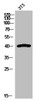 Western Blot analysis of 3T3 cells using Peroxin 7 Polyclonal Antibody
