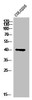 Western Blot analysis of COLO205 cells using PKAγ cat Polyclonal Antibody