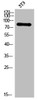 Western Blot analysis of 3T3 cells using PKC δ Polyclonal Antibody