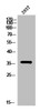 Western Blot analysis of 293T cells using PBK Polyclonal Antibody