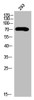Western Blot analysis of 293 cells using PKR Polyclonal Antibody