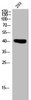 Western Blot analysis of 293 cells using PD2R Polyclonal Antibody