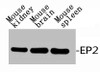 Western Blot analysis of RAT-KIDNEY MOUSE-BRAIN MOUSE-HEART using EP2 Polyclonal Antibody.