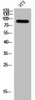 Western Blot analysis of 3T3 cells using ZNF287 Polyclonal Antibody