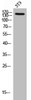 Western Blot analysis of 3T3 cells using NEDL2 Polyclonal Antibody