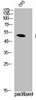 Western Blot analysis of 293 cells using Phospho-TPH1 (S58) Polyclonal Antibody