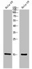 Western Blot analysis of Hela+UV 5' cells using Phospho-Histone H2A (T121) Polyclonal Antibody.