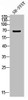 Western blot analysis of SH-SY5Y lysis using CRSP70 antibody.