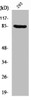 Western Blot analysis of 293 cells using PNPase Polyclonal Antibody