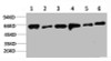 Western blot analysis of 1) Hela, 2) 293T, 3) C2C12, 4) 3T3, 5) Rat Heart, 6) Rat Brain using AMPKα2 Polyclonal Antibody.