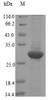 (Tris-Glycine gel) Discontinuous SDS-PAGE (reduced) with 5% enrichment gel and 15% separation gel. (Tris-Glycine gel) Discontinuous SDS-PAGE (reduced) with 5% enrichment gel and 15% separation gel.