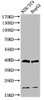 Western Blot analysis of NIH-3T3 HepG2 cells using Cleaved-Caspase-9 (D353) Polyclonal Antibody