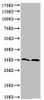 Western Blot analysis of VEC A549 cells using Cleaved-Caspase-9 p35 (D315) Polyclonal Antibody