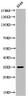 Western Blot analysis of A549 cells using Acetyl-Ref-1 (K6) Polyclonal Antibody