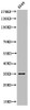 Western Blot analysis of A549 cells using Acetyl-Ref-1 (K6) Polyclonal Antibody