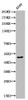 Western Blot analysis of A549 cells using Acetyl-EF-1 α1/2 (K41) Polyclonal Antibody