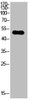 Western Blot analysis of NIH-3T3 cells using Acetyl-p53 (K373) Polyclonal Antibody