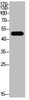 Western Blot analysis of HepG2 cells using Acetyl-p53 (K382) Polyclonal Antibody