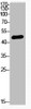 Western Blot analysis of SKW3 cells using Acetyl-p53 (K320) Polyclonal Antibody