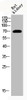 Western Blot analysis of RAT-kidney cells using Acetyl-HSP70 (K246) Polyclonal Antibody
