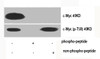 Western Blot analysis of various cells using Phospho-c-Myc (T58) Polyclonal Antibody