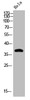 Western Blot analysis of HELA cells using Phospho-CREB-1 (S133) Polyclonal Antibody