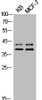 Western Blot analysis of KB MCF7 cells using Phospho-ERK 1/2 (T202) Polyclonal Antibody
