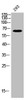 Western Blot analysis of 293 cells using Phospho-ERα (S118) Polyclonal Antibody