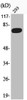 Western Blot analysis of 293 cells using Phospho-FoxO1 (S319) Polyclonal Antibody