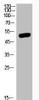 Western Blot analysis of various cells using Phospho-GSK3α/β (Y279/216) Polyclonal Antibody