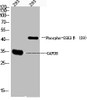 Western Blot analysis of 293 cells using Phospho-GSK3β (S9) Polyclonal Antibody