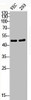 Western Blot analysis of VEC 293 cells using Phospho-HDAC8 (S39) Polyclonal Antibody
