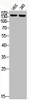 Western Blot analysis of VEC 293 cells using Phospho-IRS-1 (S307) Polyclonal Antibody