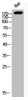 Western Blot analysis of Rat cells using Phospho-IRS-1 (S794) Polyclonal Antibody