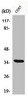 Western Blot analysis of COS7 cells using Phospho-IκB-α (S32/S36) Polyclonal Antibody