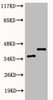 Western Blot analysis of various cells using Phospho-IκB-α (S32/S36) Polyclonal Antibody