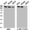 Western Blot analysis of 293T AD293 HELA cells using Phospho-JAK1 (Y1022) Polyclonal Antibody