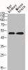 Western Blot analysis of RAT-KIDNEY mouse-brain cells using Phospho-JNK1/2/3 (T183) Polyclonal Antibody