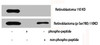 Western Blot analysis of various cells using Phospho-Rb (S780) Polyclonal Antibody